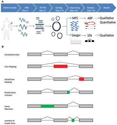 Quantitative Analysis of BRCA1 and BRCA2 Germline Splicing Variants Using a Novel RNA-Massively Parallel Sequencing Assay